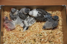 130207 --- Gruppbild av R1, R2, R3, R4, R5 och R6